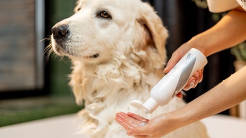 hondenshampoo op een hond